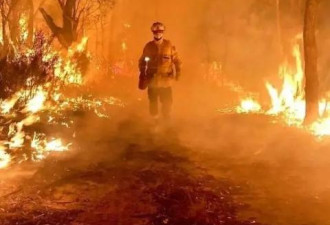 澳洲大火已致近10亿动物死亡，美国紧急增援