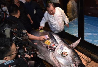 日本金枪鱼新年拍卖会 鱼王拍出近2亿天价！