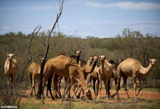澳大利亚5天内将杀1万只骆驼 因为它们喝太多水