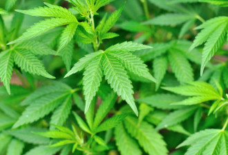 美国边检当局搜缴到的大麻数量猛增