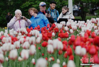 中国游客在路上！加拿大郁金香节迎“中国日”