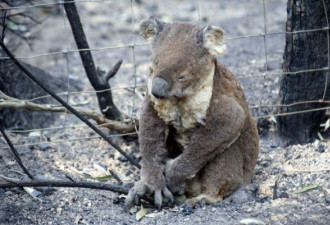 痛心！澳多达5亿只野生动物丧生山火