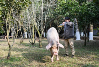 猪坚强接受游客检阅 春节前入住独栋别墅