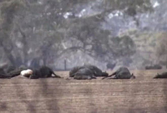 考拉领养攻略！近5亿动物葬身澳洲山火