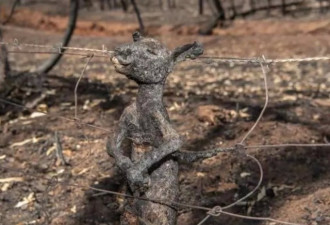 考拉领养攻略！近5亿动物葬身澳洲山火