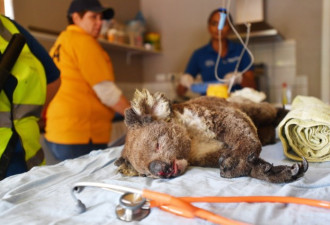 澳洲考拉死伤惨重 恐列入“濒危”名单