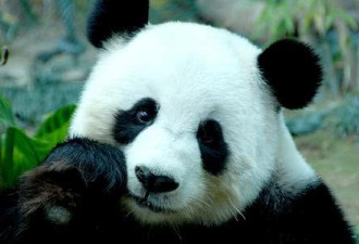 美国网友求助：我如何才能把熊猫偷到美国？