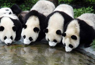 美国网友求助：我如何才能把熊猫偷到美国？