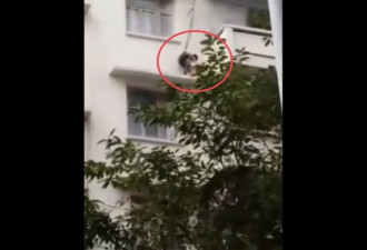 老人用绳吊孙子下楼救猫，网友：买猫送的？