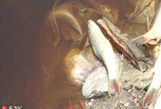 工厂废糖蜜入河致数百条鱼被“甜死” 场面骇人