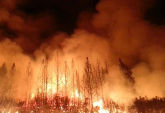 450万起！全球有如此多森林大火 96%是人为