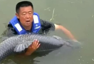 男子河中与150斤青鱼 6次被拉下水