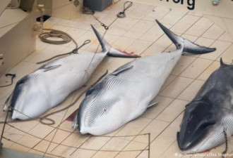 拿什么来阻止日本人去残忍的捕捉鲸？