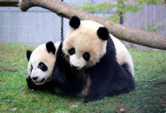 加拿大出生的龙凤胎大熊猫被送回中国