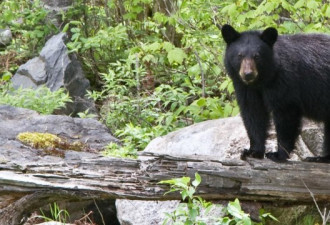 安省拟将黑熊狩猎变成年度活动