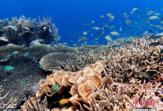 全球首例！太平洋岛国禁用有害珊瑚礁的防晒霜