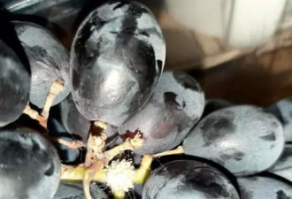 英国葡萄有毒！女子吃葡萄发现卵囊