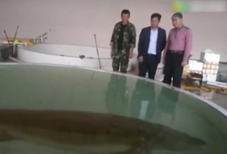 黑龙江渔民捕1028斤鲟鳇鱼，或有一二百岁