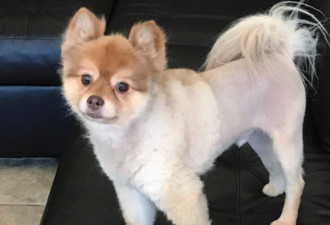 爱犬搭达美航空暴毙 染血毛毯湿透毁证