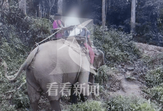 惊魂！大象载中国游客狂奔 全家老小6人受伤