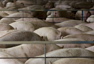 墨西哥将对美国猪腿肉及猪肩肉征收20%关税
