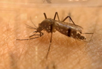 今夏安省将有大量蚊虫，两招安然度夏！