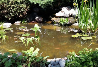 养花种草系列223：如何给后院设计水池