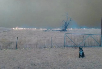 澳洲大火刷屏背后：一条狗却冲进火场