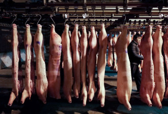 为何全球1/4的生猪会在一年之内死亡？