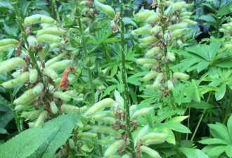 养花种草系列232：羽扇豆Lupine的种法
