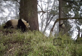 今年首次，四川卧龙公布野生大熊猫母子画面