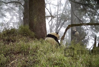 今年首次，四川卧龙公布野生大熊猫母子画面