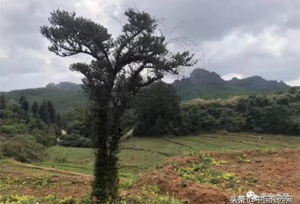 江西一百年古树被盗！盗贼惦记了它16年