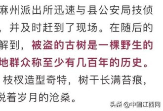 江西一百年古树被盗！盗贼惦记了它16年