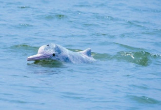 中华白海豚  现身三娘湾