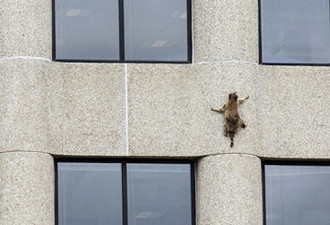 浣熊用近20小时攀上摩天大楼，网友围观
