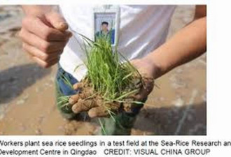 迪拜郊外的广袤沙漠种出“中国稻”