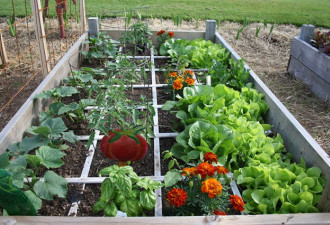 养花种草系列233：一米菜园和梅尔混合土
