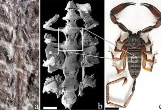 最古老蝎子距今4.3亿年，或从海洋登陆