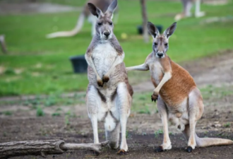 魁省动物园捐款 救助澳大利亚受火灾影响的动物