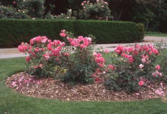 养花种草系列225：玫瑰病虫害如何防治