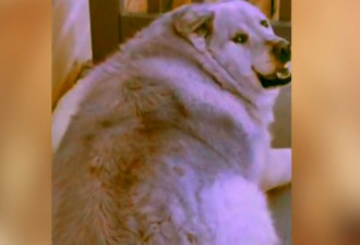 加拿大最励志狗狗：9个月狂减肥100磅