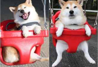 萌翻！柴犬荡秋千劲开心，一停低即变脸