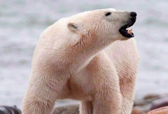 北极熊之乡丘吉尔镇连破高温记录