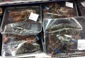 用保鲜膜密封活龙虾来卖 魁省这家大超市被骂惨
