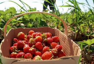 又到了摘草莓的季节啦！多伦多周边农场推荐