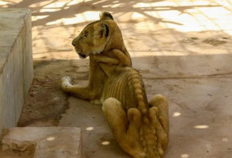 苏丹动物园环境恶劣 一地腐肉 狮子瘦成这样