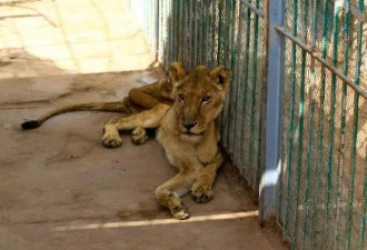 苏丹动物园环境恶劣 一地腐肉 狮子瘦成这样
