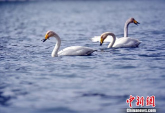 此河是我开！天鹅护巢“恐吓”游客 攻击船只