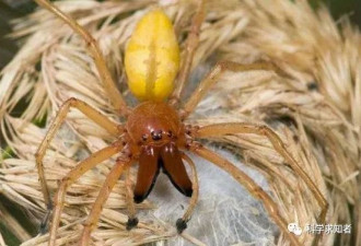 世界十大毒性最强蜘蛛 看到千万要远离！